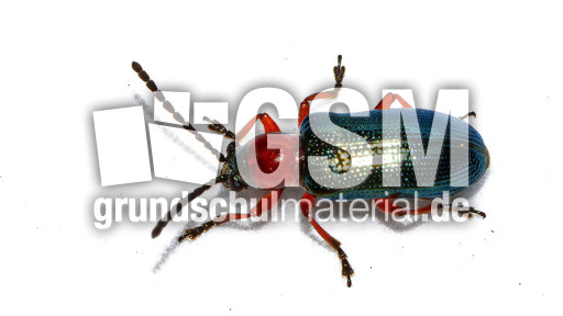 Rothalsiges Getreidehähnchen_3.jpg